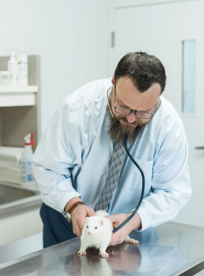 a person in a white shirt and tie examining a white rodent