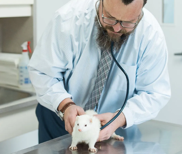 a person with a beard and a stethoscope on a white rodent