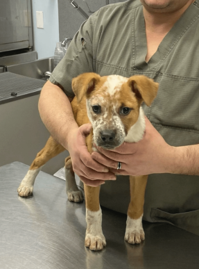 a person holding a dog