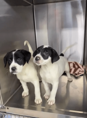 two dogs standing in an elevator