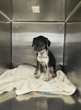 a dog sitting in a metal box