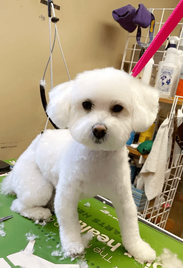white fluffy dog