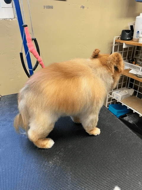 a dog standing on a table