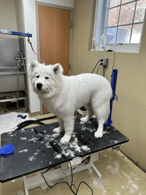 a white dog standing on a table