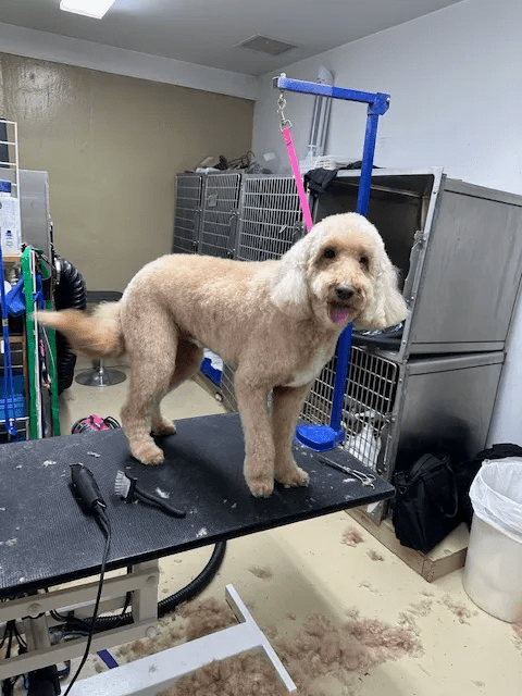 a dog standing on a grooming table