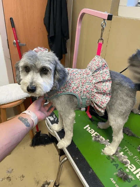 a dog wearing a dress