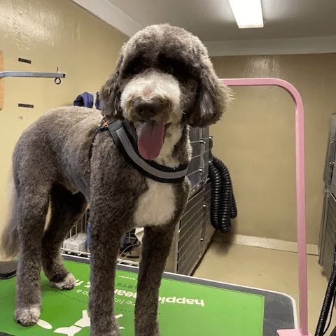 a dog standing on a grooming table