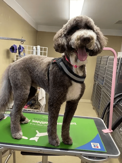 a dog standing on a mat